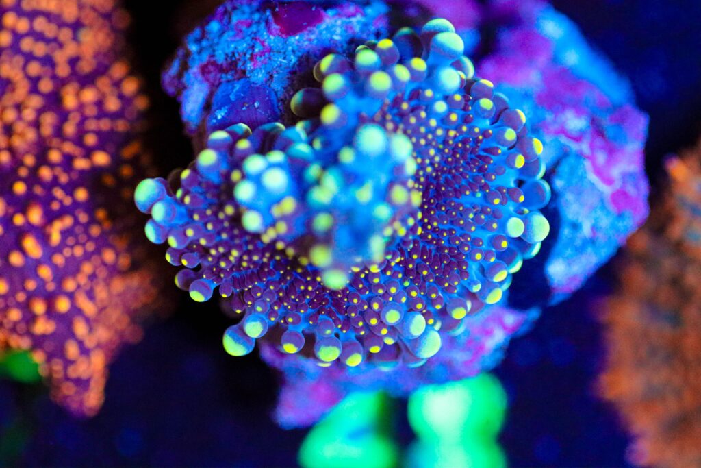 Frag Box Corals