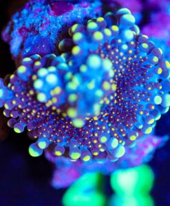 Wysiwyg Ricordea Yuma Mushroom [F48]
