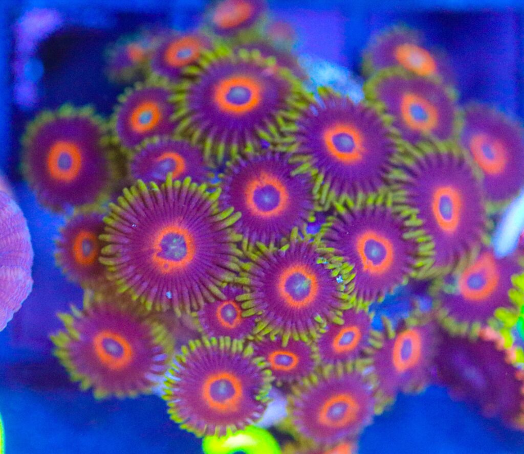 Frag Box Corals