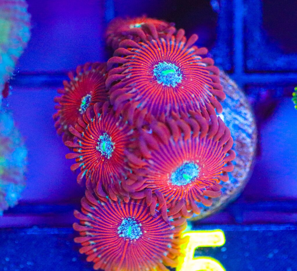 Frag Box Corals