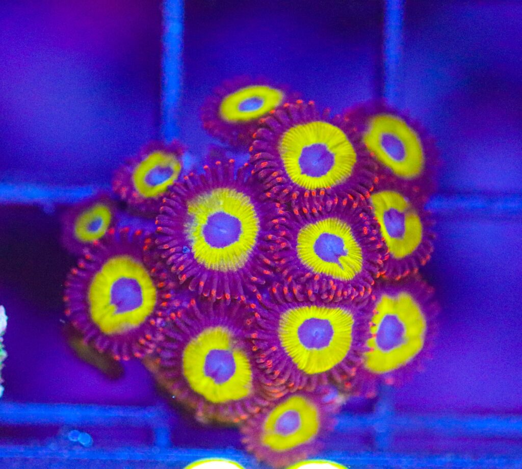 Frag Box Corals