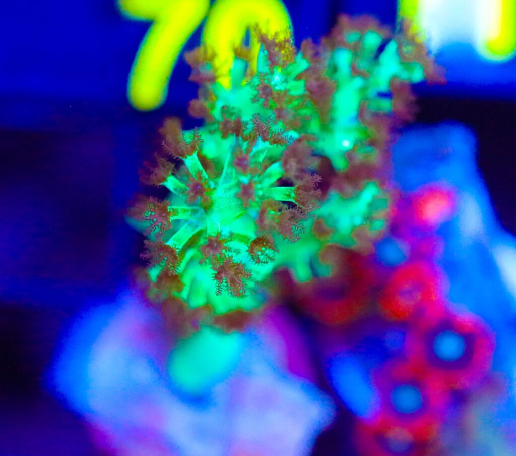 Frag Box Corals