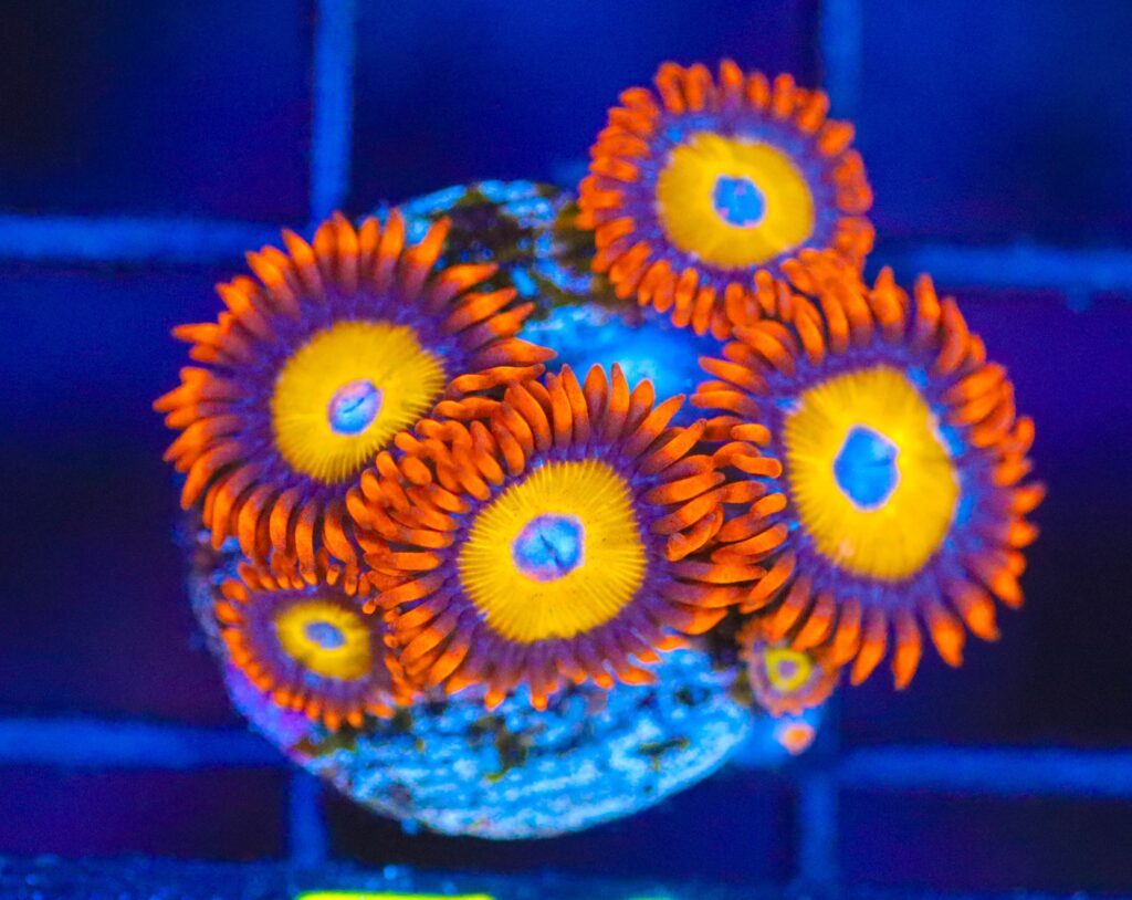 Frag Box Corals