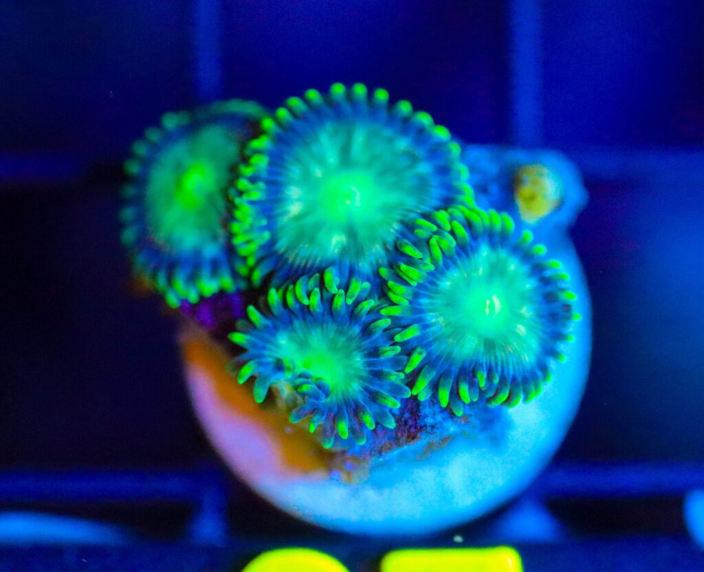 Frag Box Corals
