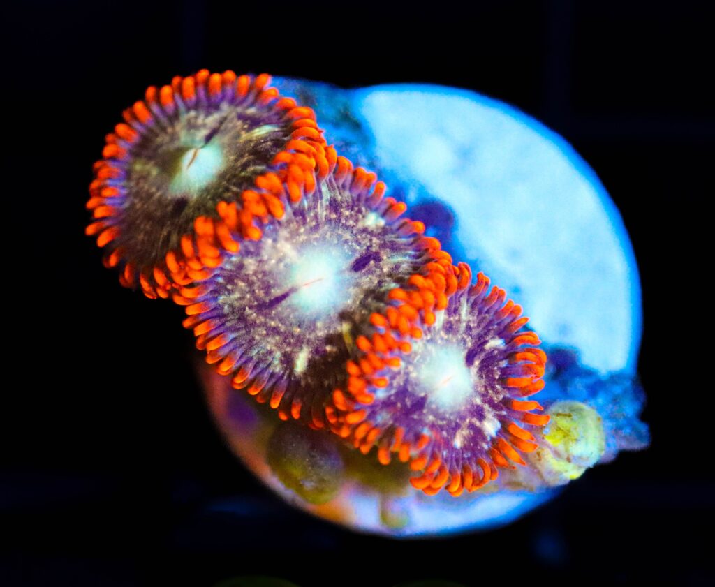 Frag Box Corals