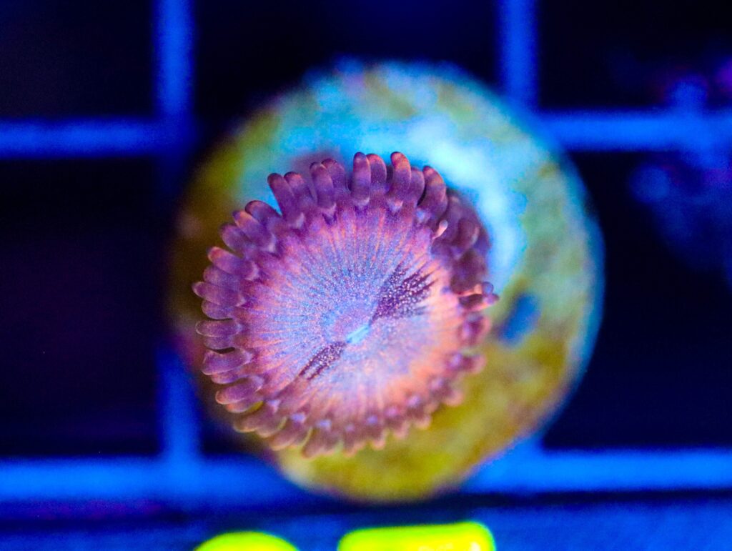 Frag Box Corals