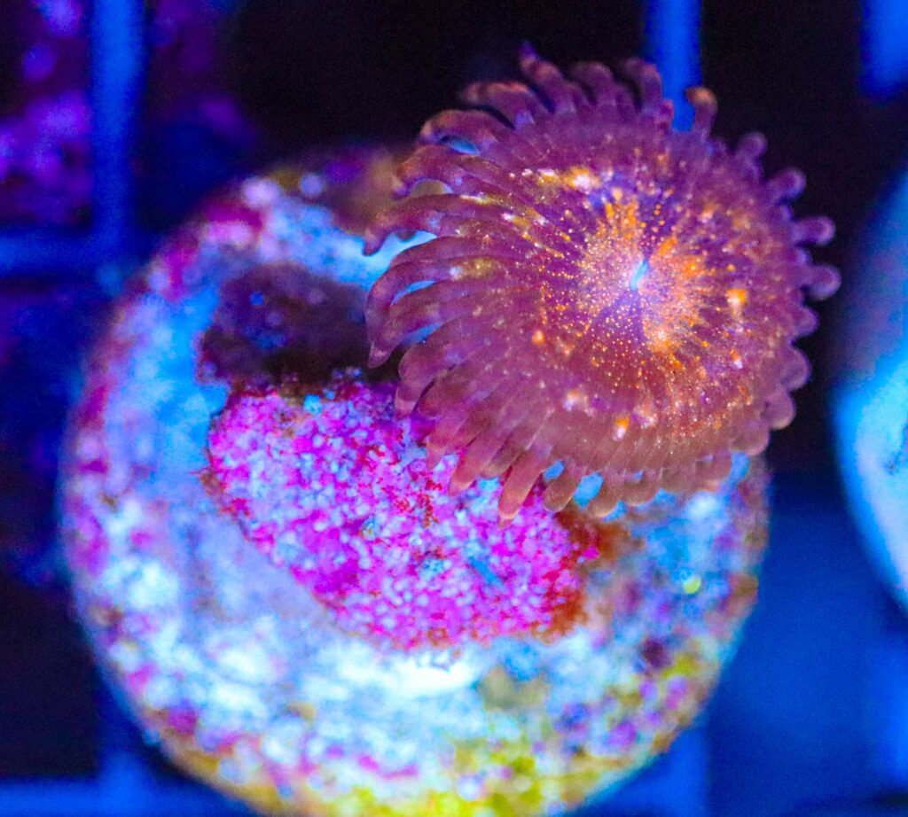 Frag Box Corals