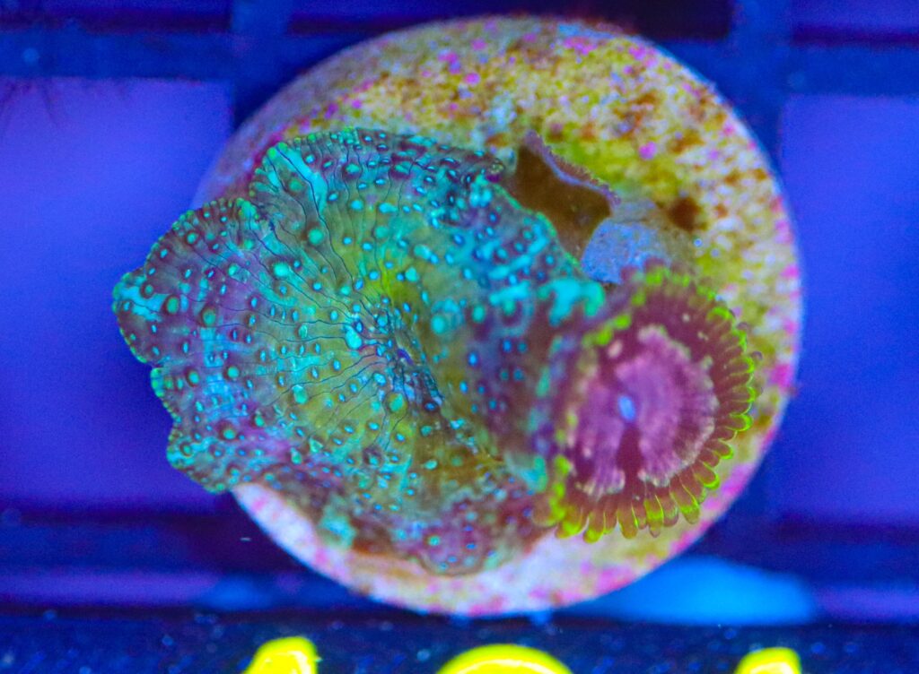 Frag Box Corals