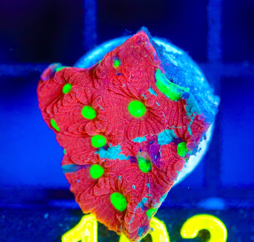 Frag Box Corals