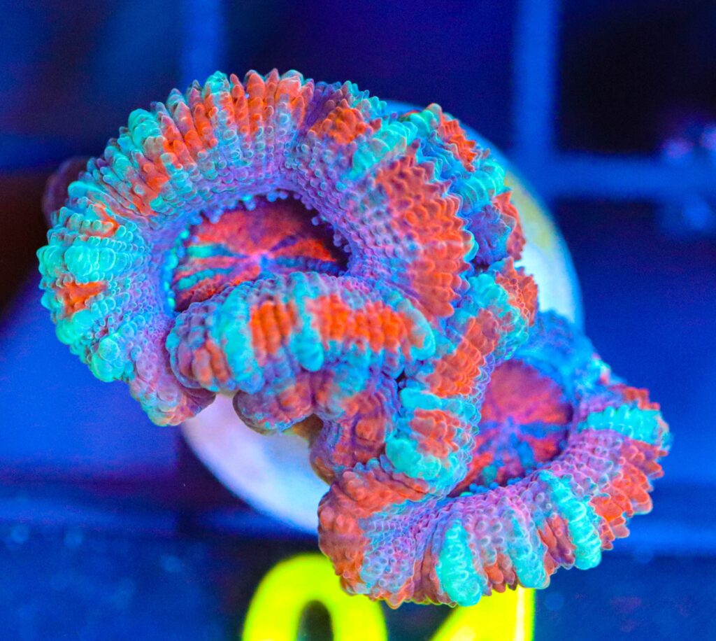 Frag Box Corals