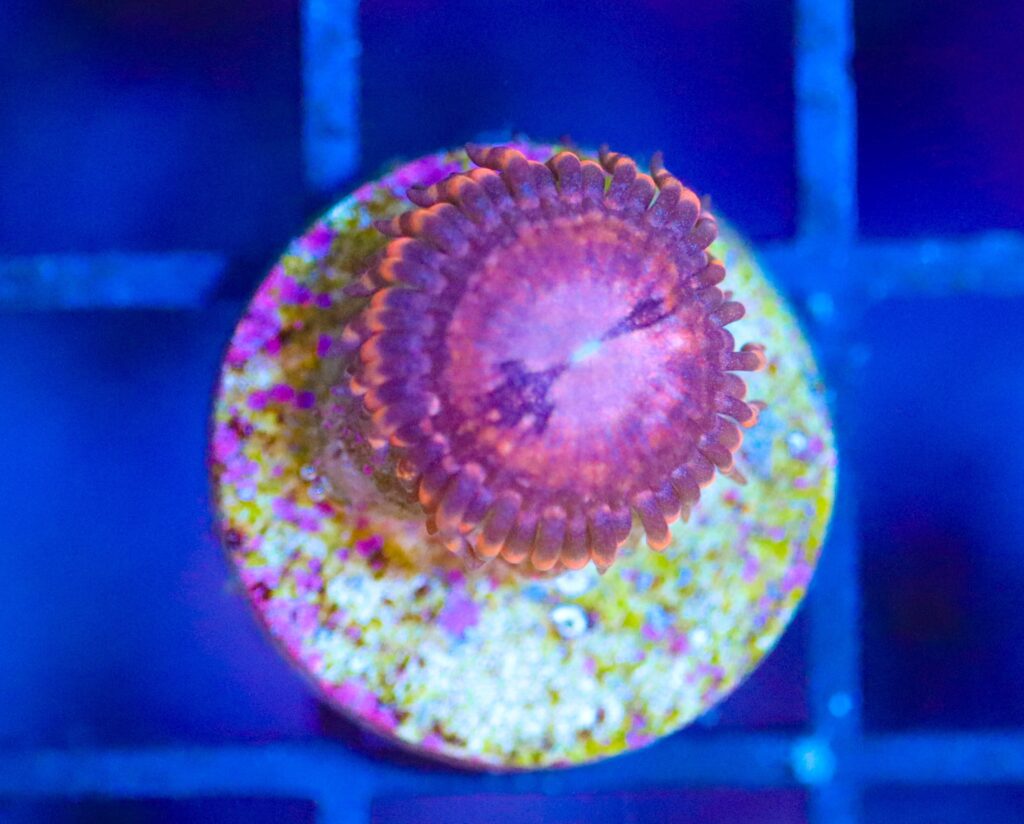 Frag Box Corals