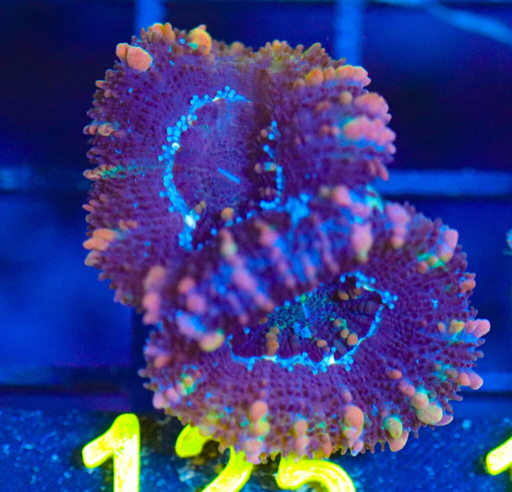 Frag Box Corals