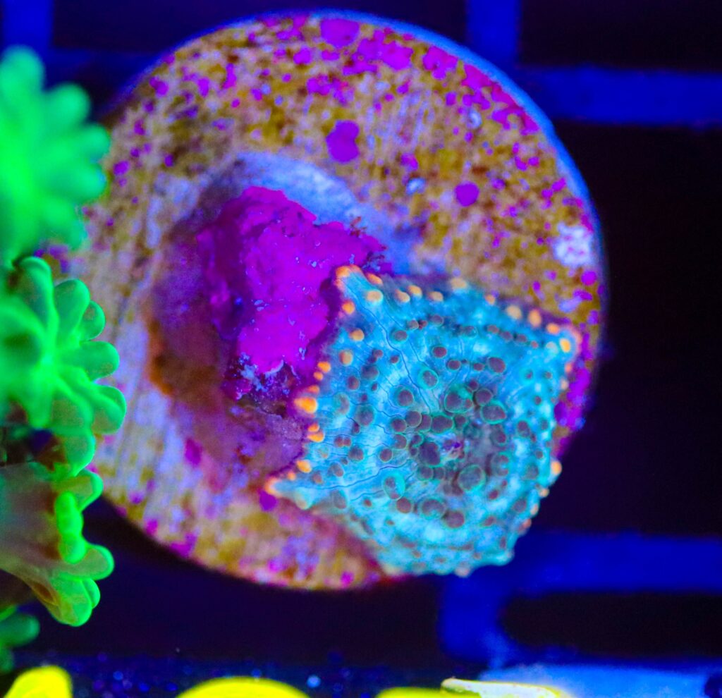 Frag Box Corals