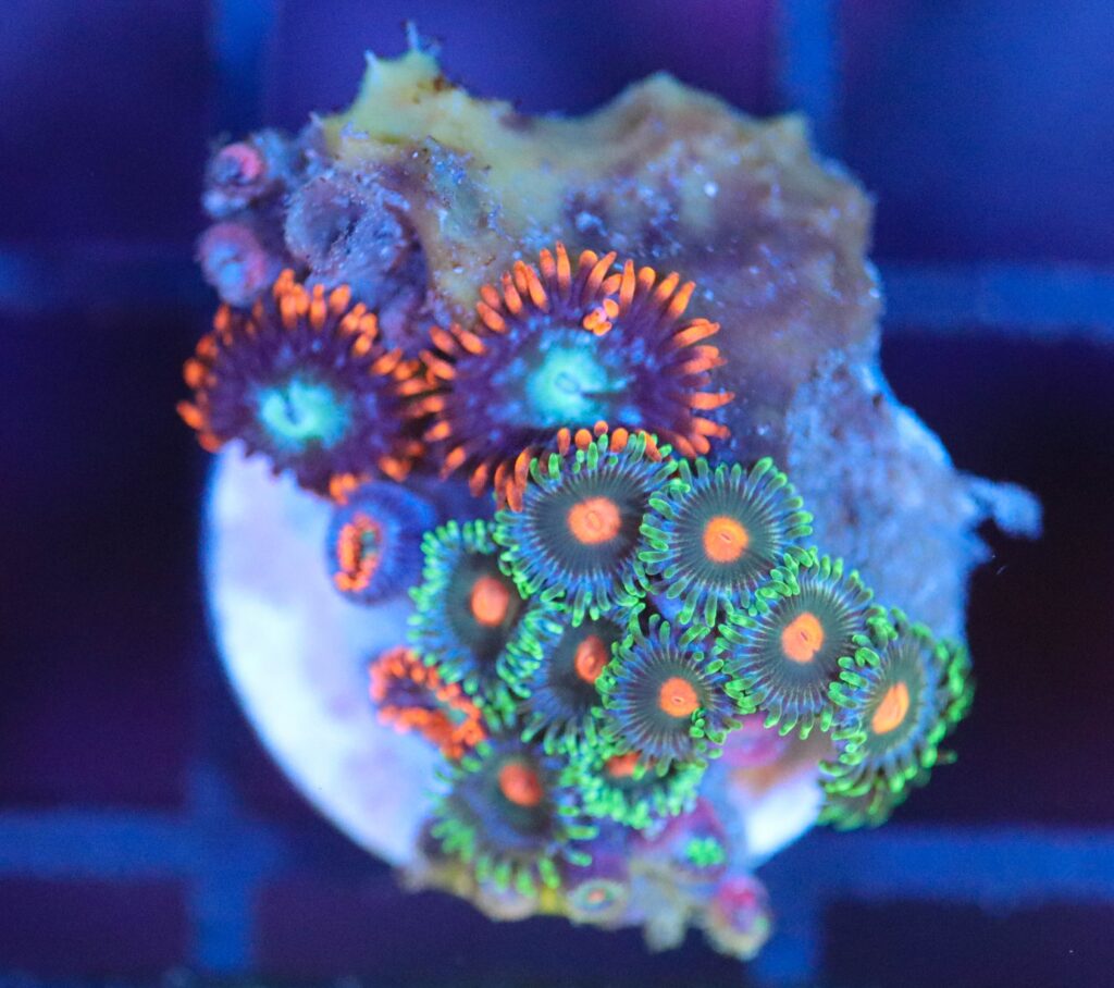 Frag Box Corals