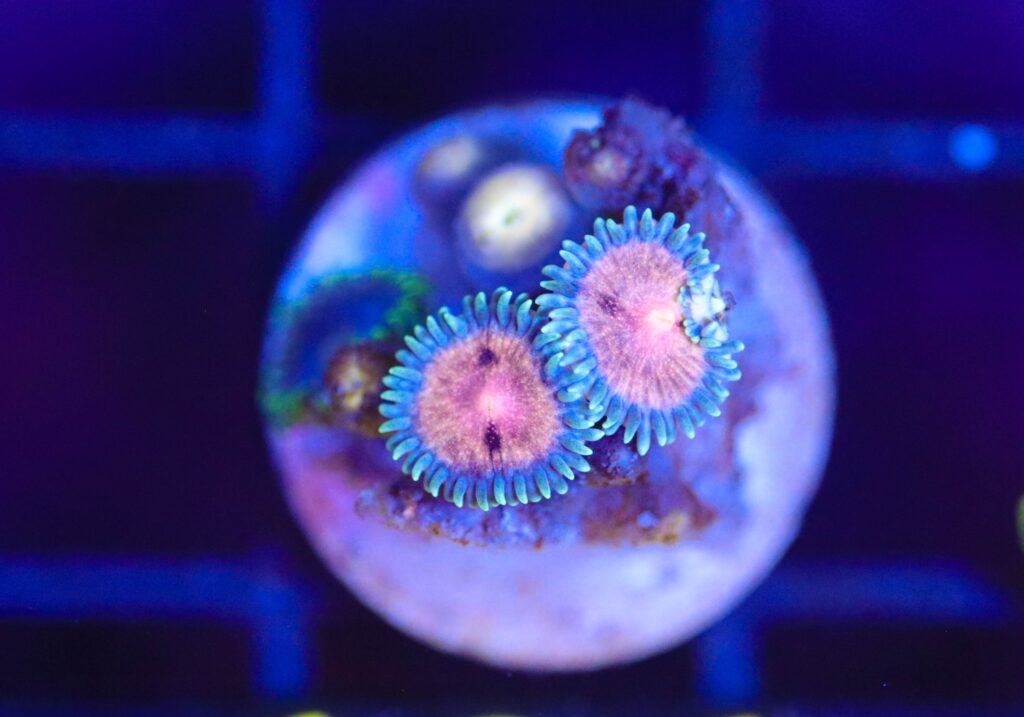 Frag Box Corals