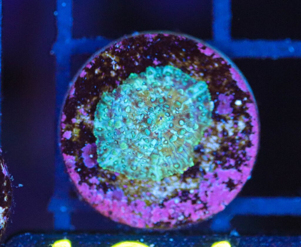 Frag Box Corals
