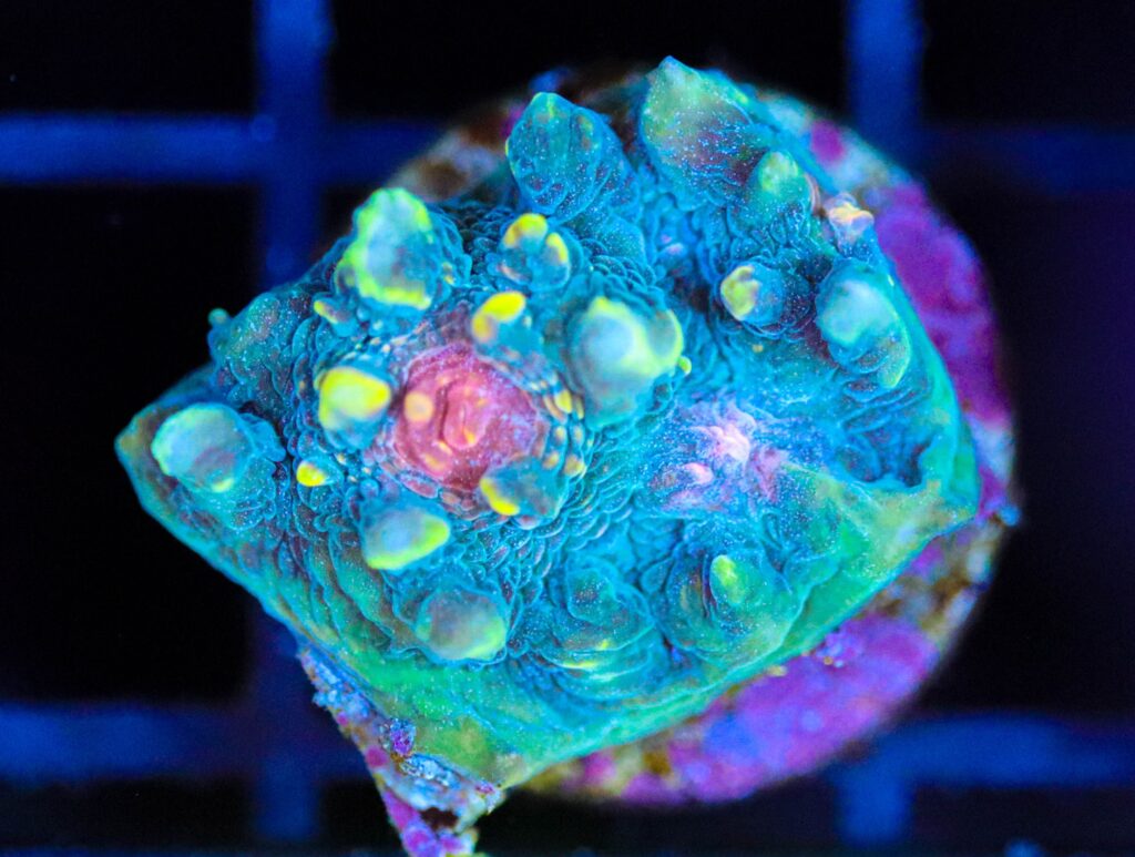 Frag Box Corals