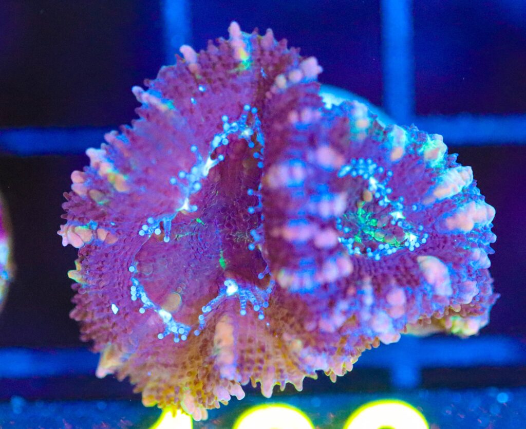 Frag Box Corals