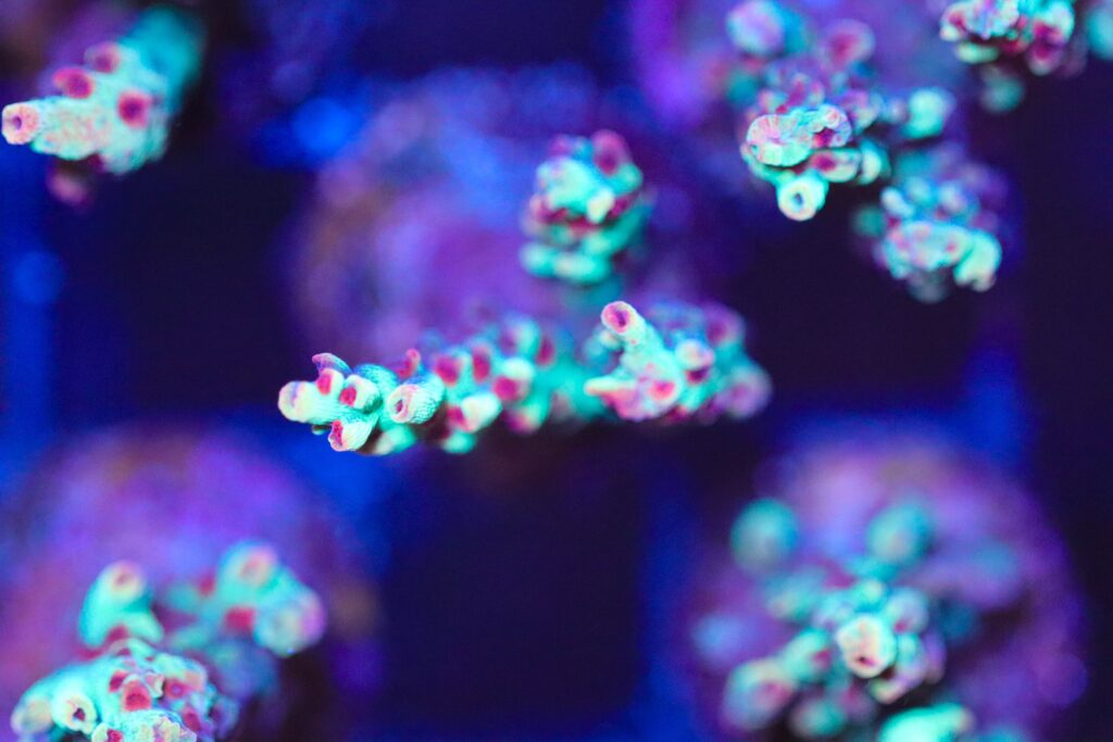 Frag Box Corals