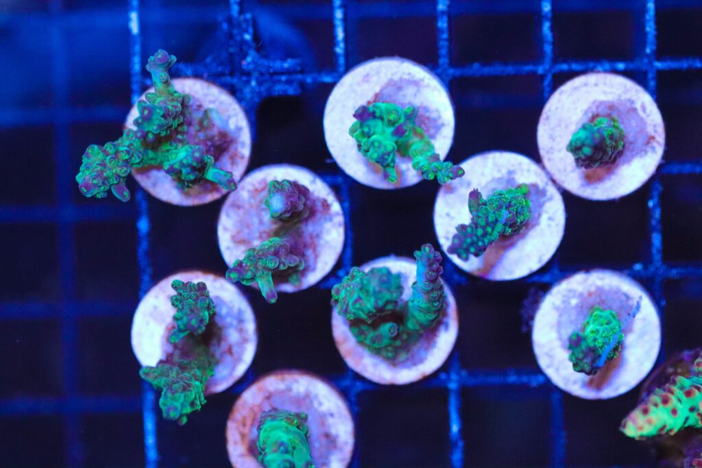 Frag Box Corals