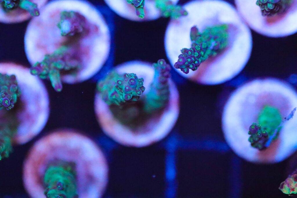 Frag Box Corals