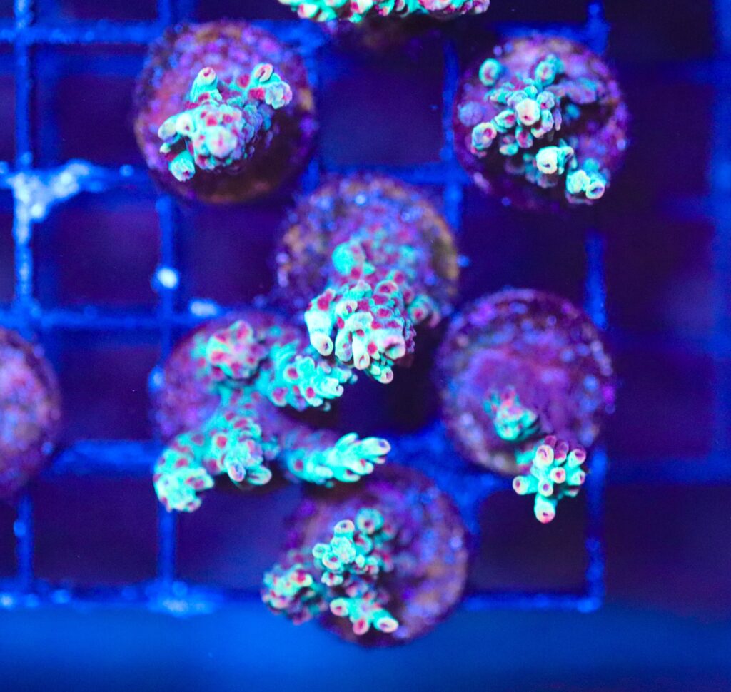 Frag Box Corals
