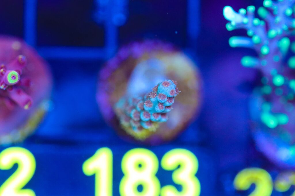 Frag Box Corals