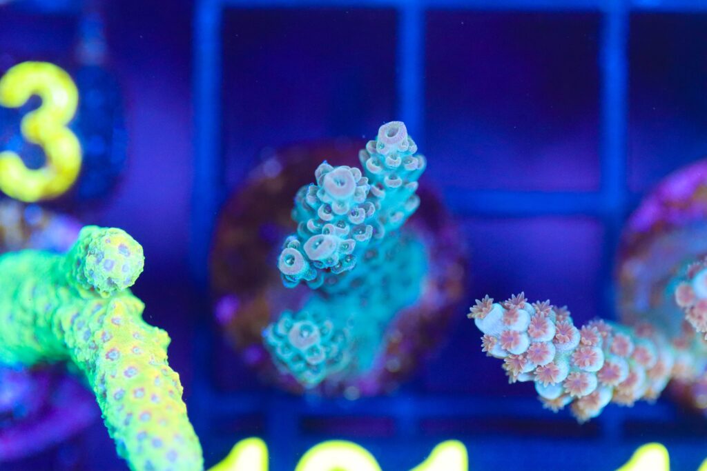 Frag Box Corals