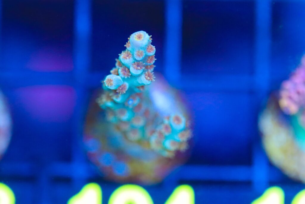 Frag Box Corals