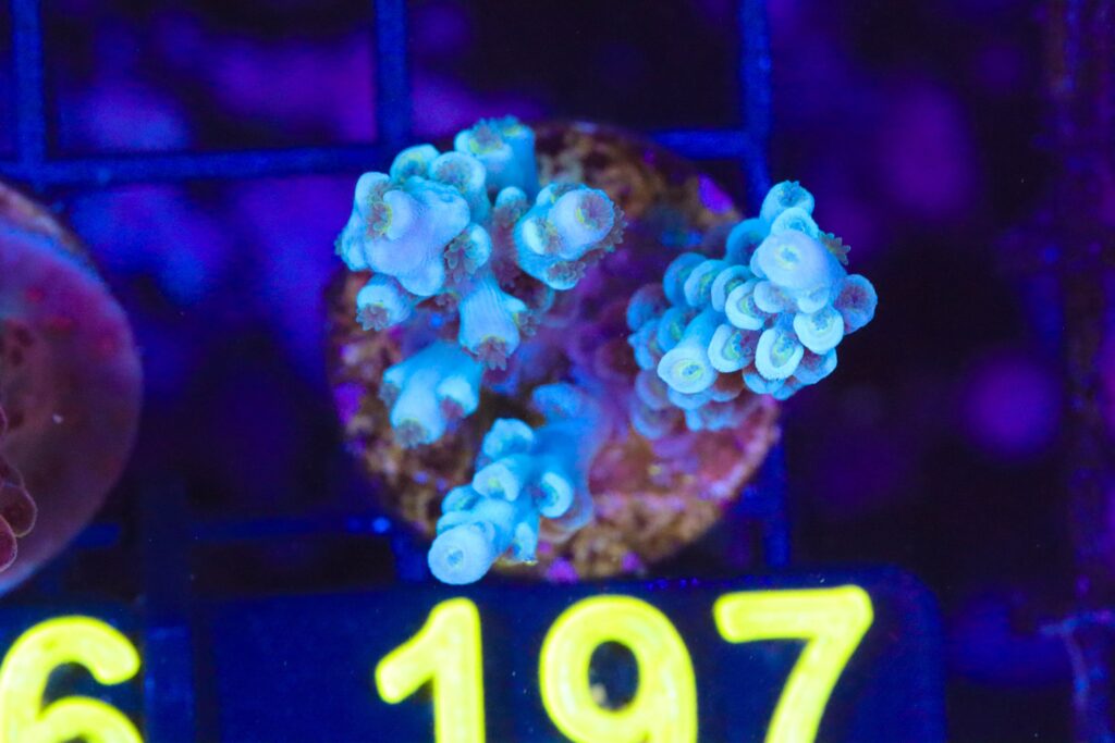 Frag Box Corals
