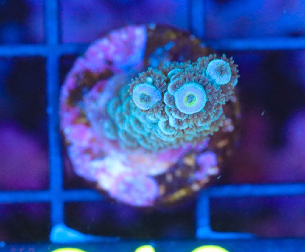 Frag Box Corals