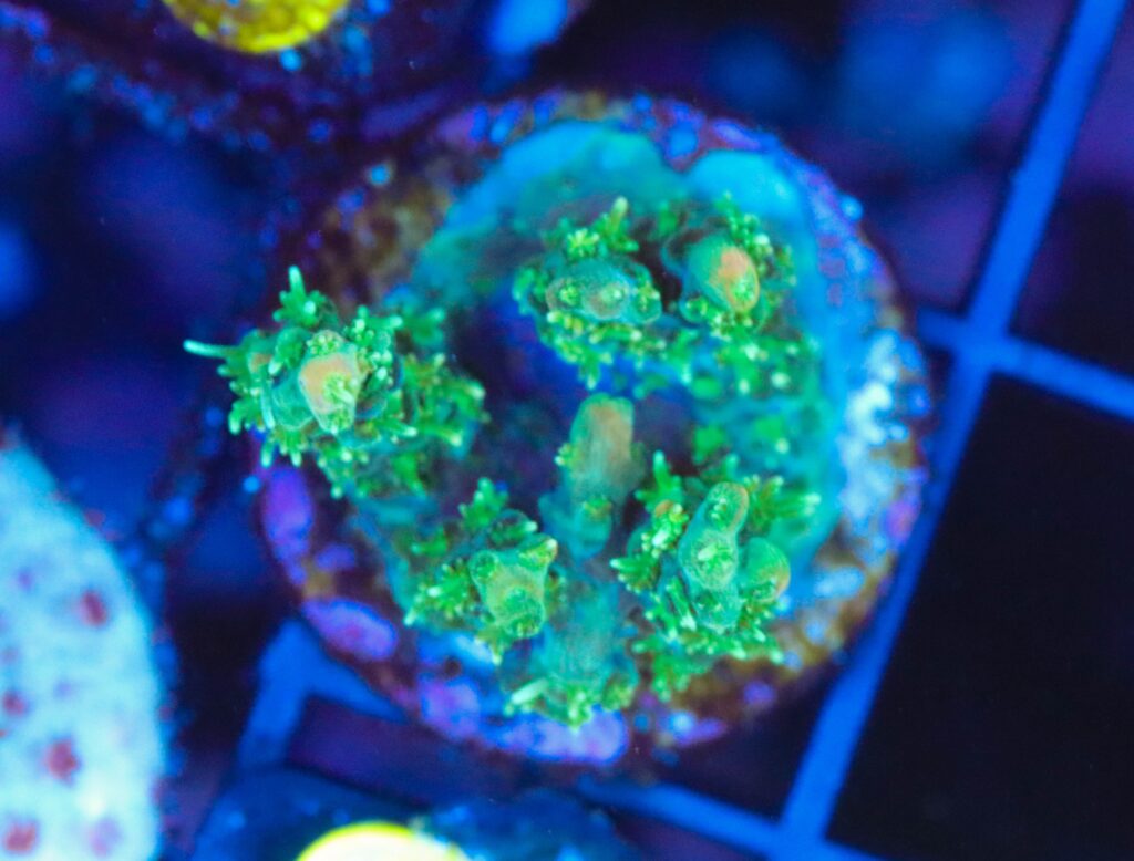 Frag Box Corals