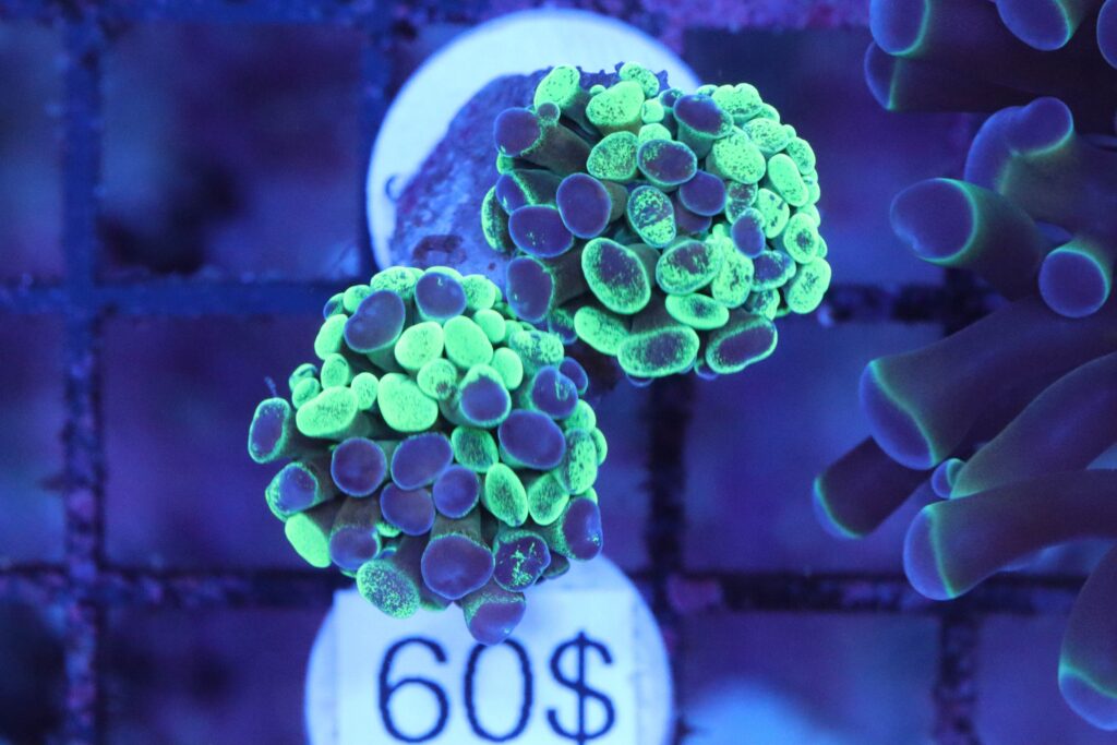 Frag Box Corals