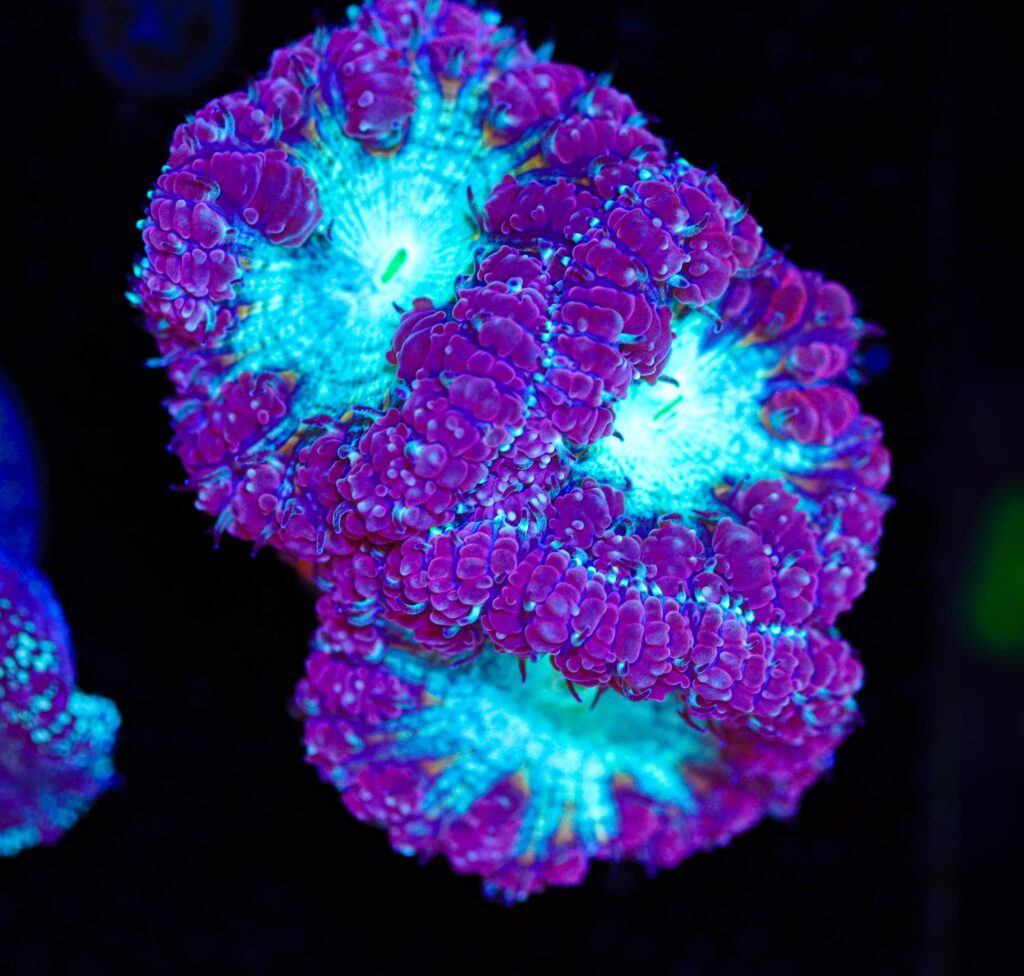 Frag Box Corals