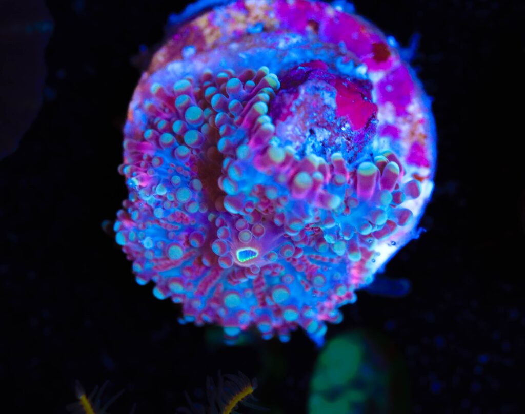Frag Box Corals