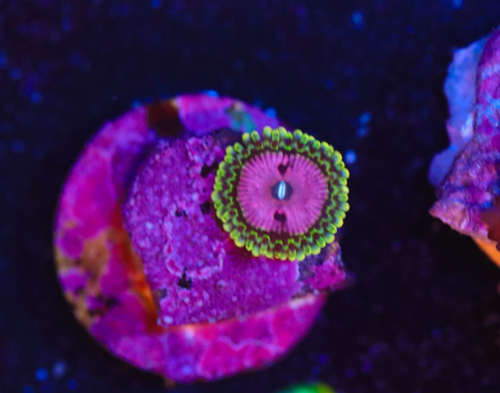 Frag Box Corals