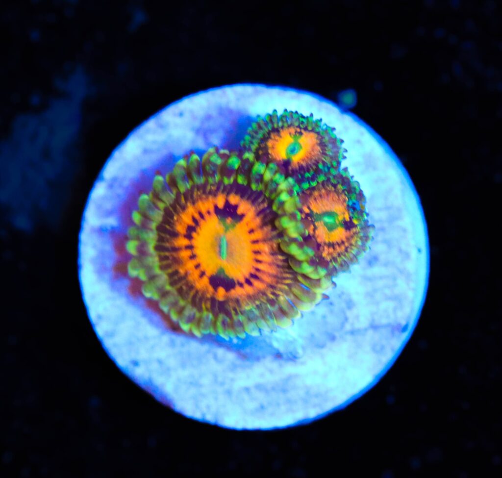 Frag Box Corals