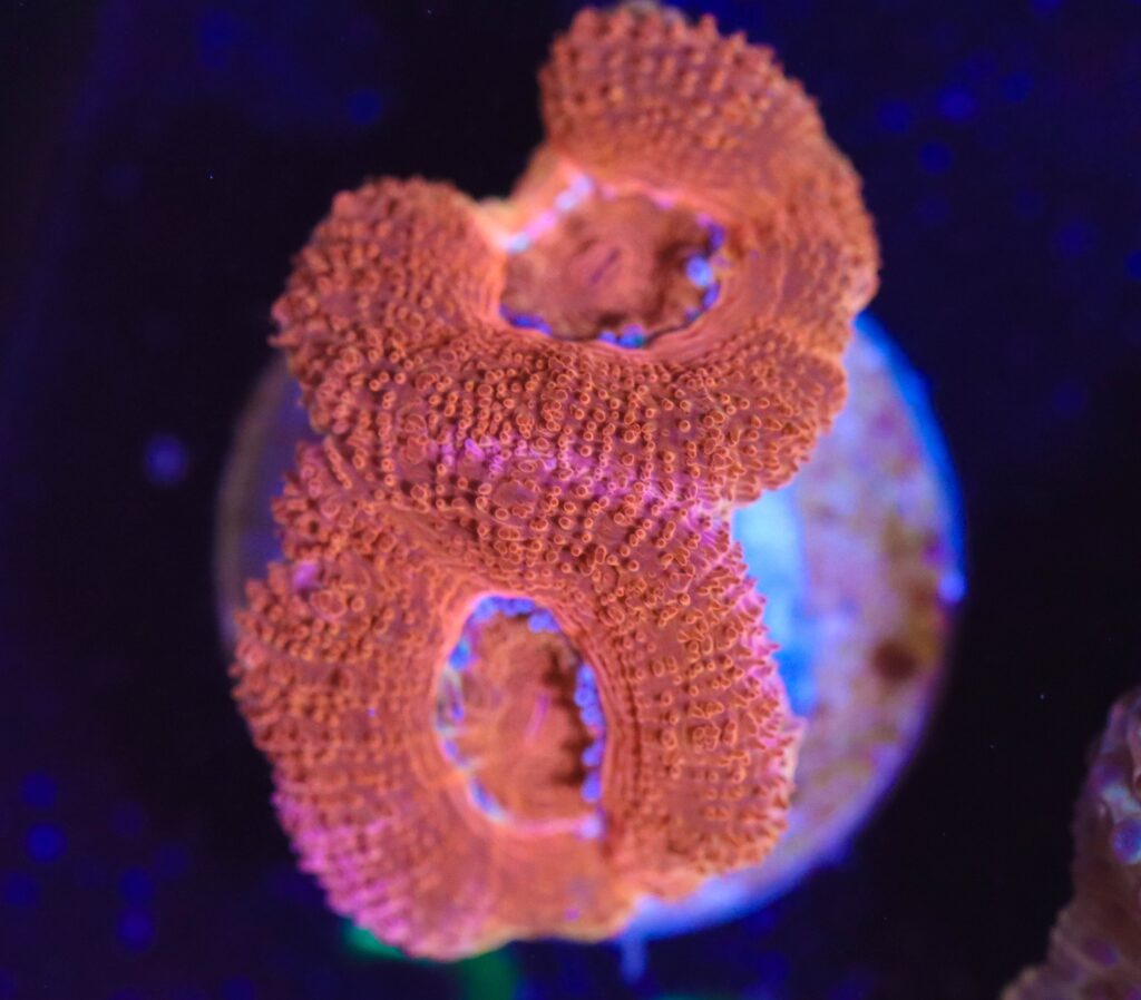 Frag Box Corals