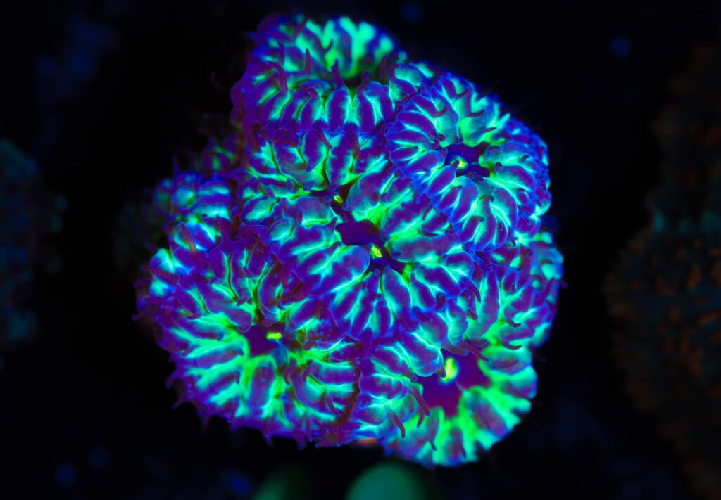 Frag Box Corals