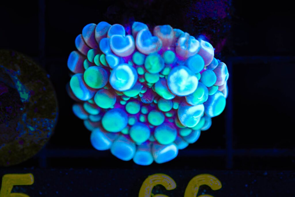 Frag Box Corals