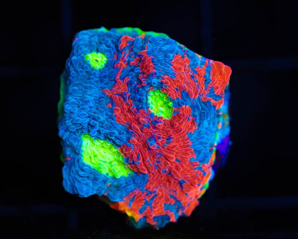 Frag Box Corals