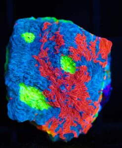 Wysiwyg Rainbow Dynamite Chalice Frag [F67] FREE SHIPPING NO MINIMUM SPEND