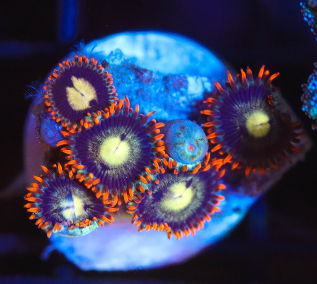 Frag Box Corals