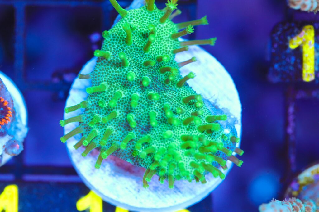 Frag Box Corals