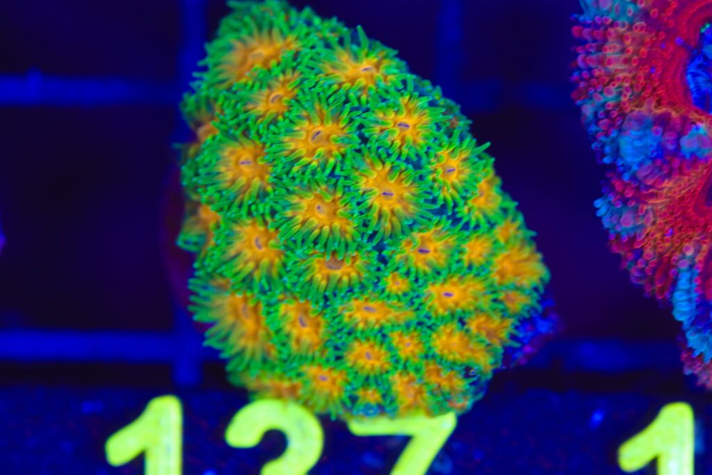 Frag Box Corals