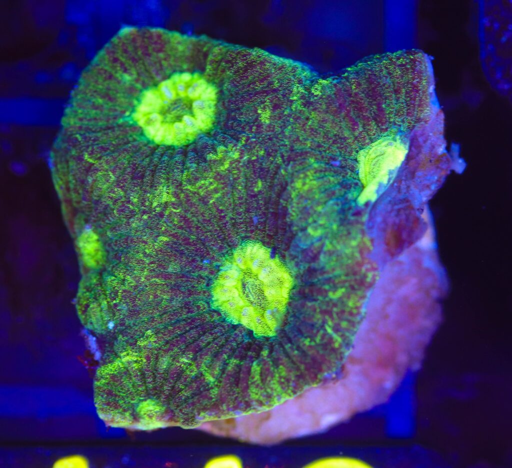 Frag Box Corals
