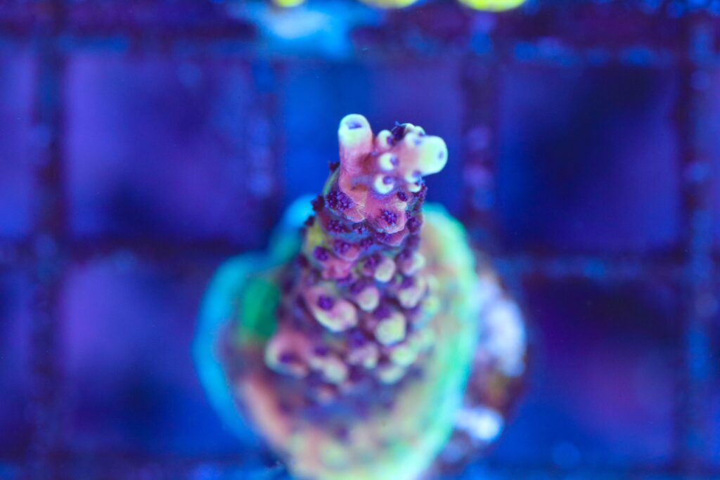 Frag Box Corals