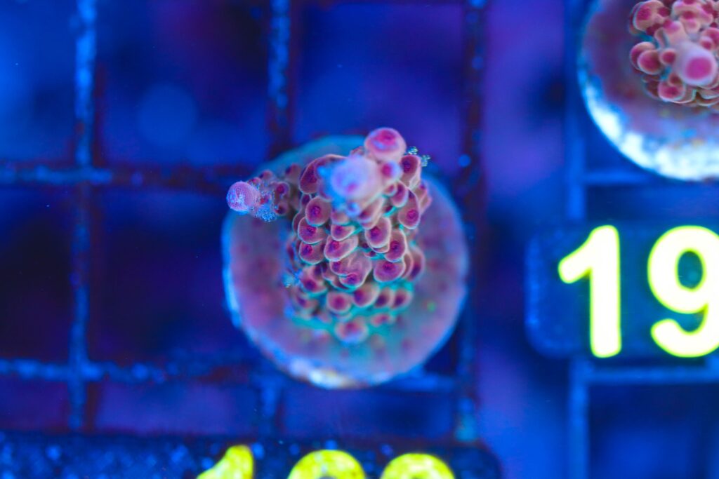 Frag Box Corals