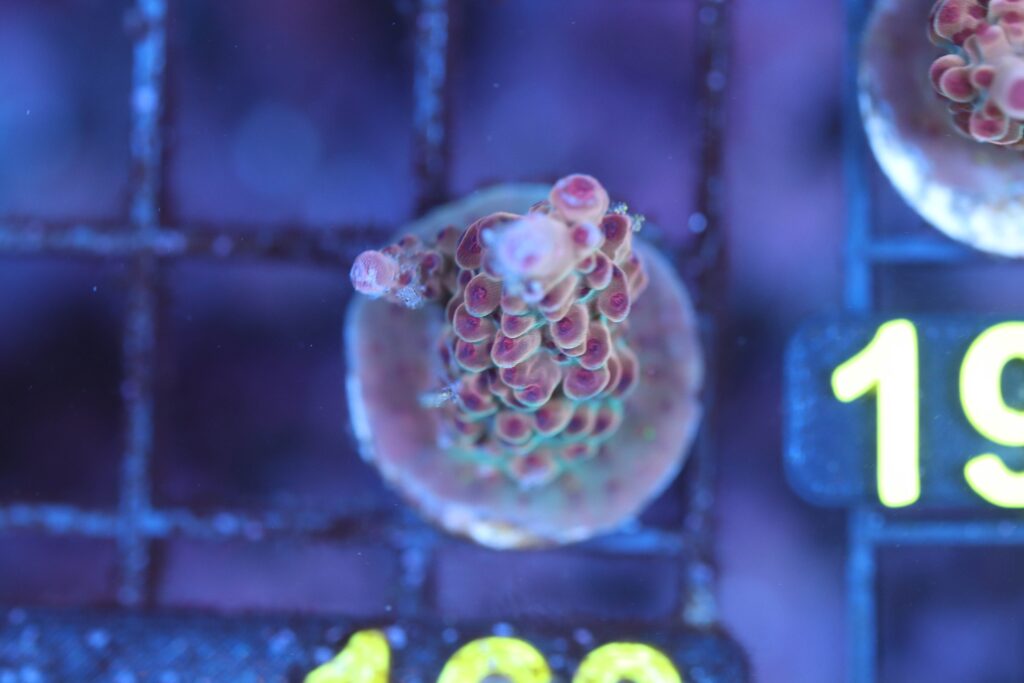 Frag Box Corals