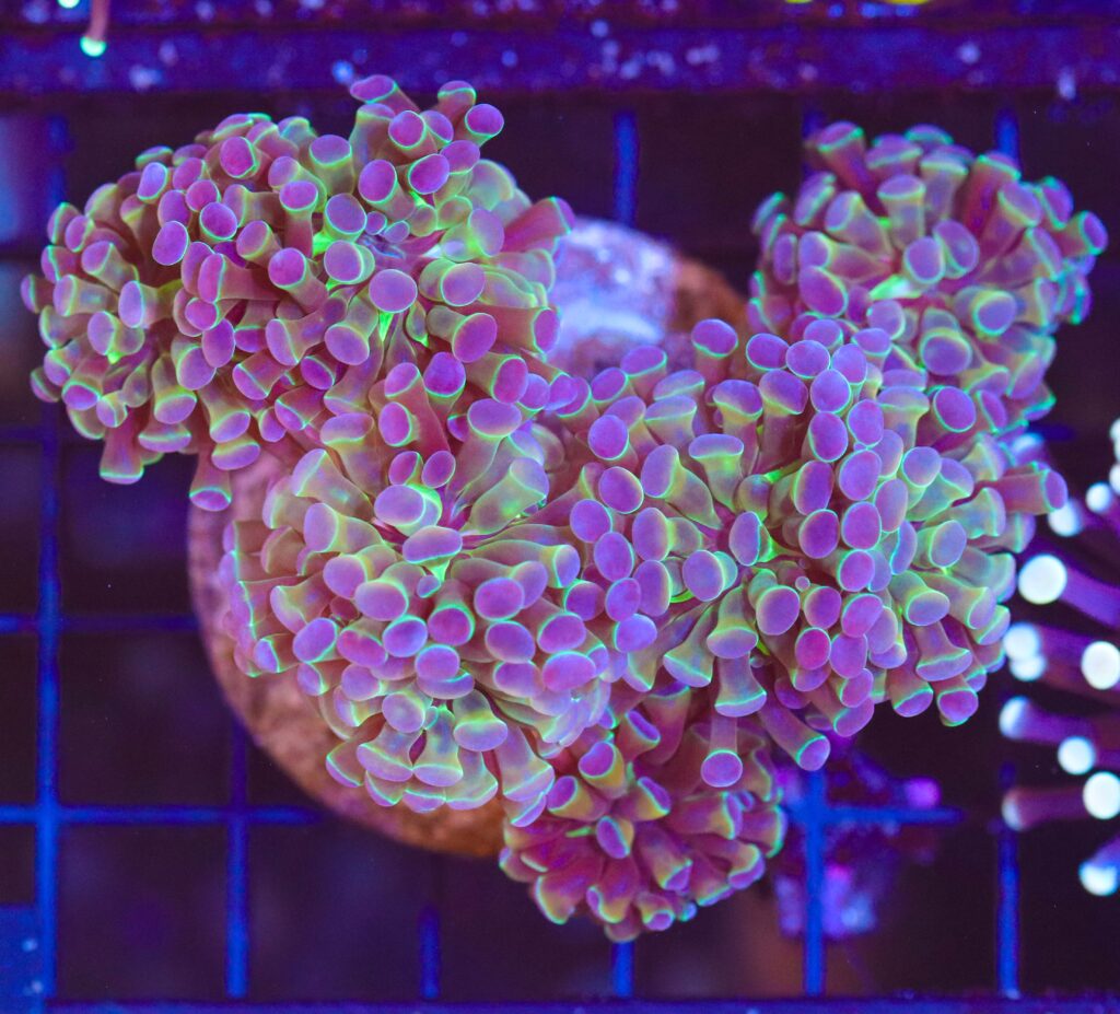 Frag Box Corals